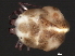  (Piona sp0943A - CNC-IMS090043.010)  @15 [ ] CreativeCommons - Attribution (2010) Unspecified Centre for Biodiversity Genomics