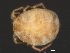 (Hydryphantidae - CNC-IMS090044.002)  @14 [ ] CreativeCommons - Attribution (2010) Unspecified Centre for Biodiversity Genomics