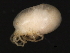  (Euthyadinae - CNC-IMS090044.005)  @14 [ ] CreativeCommons - Attribution (2010) Unspecified Centre for Biodiversity Genomics