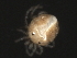  (Tiphys sp0944A - CNC-IMS090044.019)  @13 [ ] CreativeCommons - Attribution (2010) Unspecified Centre for Biodiversity Genomics