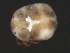  (Tiphys sp0944B - CNC-IMS090044.021)  @12 [ ] CreativeCommons - Attribution (2010) Unspecified Centre for Biodiversity Genomics