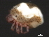  (Piona sp0944D - CNC-IMS090044.025)  @12 [ ] CreativeCommons - Attribution (2010) Unspecified Centre for Biodiversity Genomics