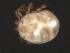 (Piona sp0944E - CNC-IMS090044.026)  @12 [ ] CreativeCommons - Attribution (2010) Unspecified Centre for Biodiversity Genomics