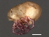  (Piona sp0944F - CNC-IMS090044.027)  @14 [ ] CreativeCommons - Attribution (2010) Unspecified Centre for Biodiversity Genomics