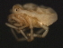  ( - CNC-IMS090045.003)  @13 [ ] CreativeCommons - Attribution (2010) Unspecified Centre for Biodiversity Genomics
