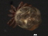  ( - CNC-IMS090045.010)  @12 [ ] CreativeCommons - Attribution (2010) Unspecified Centre for Biodiversity Genomics