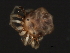  (Piona sp0945B - CNC-IMS090045.011)  @14 [ ] CreativeCommons - Attribution (2010) Unspecified Centre for Biodiversity Genomics