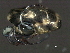  (Limnesiidae - CNC-IMS090046.007)  @15 [ ] CreativeCommons - Attribution (2010) Unspecified Centre for Biodiversity Genomics