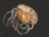  (Tiphyinae - CNC-IMS090046.010)  @15 [ ] CreativeCommons - Attribution (2010) Unspecified Centre for Biodiversity Genomics