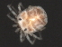  (Piona sp0946B - CNC-IMS090046.013)  @13 [ ] CreativeCommons - Attribution (2010) Unspecified Centre for Biodiversity Genomics