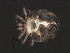  (Piona sp0946C - CNC-IMS090046.014)  @14 [ ] CreativeCommons - Attribution (2010) Unspecified Centre for Biodiversity Genomics