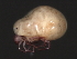  (Piona sp0946D - CNC-IMS090046.015)  @14 [ ] CreativeCommons - Attribution (2010) Unspecified Centre for Biodiversity Genomics