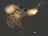  ( - CNC-IMS090046.019)  @14 [ ] CreativeCommons - Attribution (2010) Unspecified Centre for Biodiversity Genomics