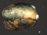  ( - CNC-IMS090046.021)  @13 [ ] CreativeCommons - Attribution (2010) Unspecified Centre for Biodiversity Genomics
