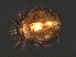  (Sperchonopsis sp0947A - CNC-IMS090047.002)  @14 [ ] CreativeCommons - Attribution (2010) Unspecified Centre for Biodiversity Genomics