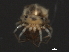 (Piona sp0947A - CNC-IMS090047.011)  @12 [ ] CreativeCommons - Attribution (2010) Unspecified Centre for Biodiversity Genomics