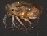  (Piona sp0947B - CNC-IMS090047.012)  @14 [ ] CreativeCommons - Attribution (2010) Unspecified Centre for Biodiversity Genomics