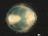  (Mideidae - CNC-IMS090047.014)  @15 [ ] CreativeCommons - Attribution (2010) Unspecified Centre for Biodiversity Genomics