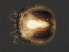  (Mideopsis sp0947A - CNC-IMS090047.017)  @13 [ ] CreativeCommons - Attribution (2010) Unspecified Centre for Biodiversity Genomics