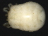  (Parathyasella - CNC-IMS090048.004)  @11 [ ] CreativeCommons - Attribution (2010) Unspecified Centre for Biodiversity Genomics