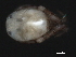  (Tiphys sp0948A - CNC-IMS090048.007)  @14 [ ] CreativeCommons - Attribution (2010) Unspecified Centre for Biodiversity Genomics