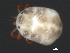  (Tiphys sp0948B - CNC-IMS090048.008)  @11 [ ] CreativeCommons - Attribution (2010) Unspecified Centre for Biodiversity Genomics