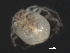  (Piona sp0949A - CNC-IMS090049.008)  @12 [ ] CreativeCommons - Attribution (2010) Unspecified Centre for Biodiversity Genomics