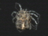  (Piona sp0949B - CNC-IMS090049.009)  @15 [ ] CreativeCommons - Attribution (2010) Unspecified Centre for Biodiversity Genomics