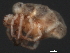  (Piona sp0949C - CNC-IMS090049.010)  @13 [ ] CreativeCommons - Attribution (2010) Unspecified Centre for Biodiversity Genomics