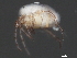  ( - CNC-IMS090049.022)  @12 [ ] CreativeCommons - Attribution (2010) Unspecified Centre for Biodiversity Genomics