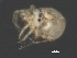  (Piona sp0950A - CNC-IMS090050.005)  @14 [ ] CreativeCommons - Attribution (2010) Unspecified Centre for Biodiversity Genomics