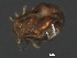  (Piona sp0950A - CNC-IMS090050.007)  @14 [ ] CreativeCommons - Attribution (2010) Unspecified Centre for Biodiversity Genomics