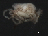  ( - CNC-IMS090051.007)  @13 [ ] CreativeCommons - Attribution (2010) Unspecified Centre for Biodiversity Genomics