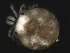  (Sperchon sp0952A - CNC-IMS090052.001)  @13 [ ] CreativeCommons - Attribution (2010) Unspecified Centre for Biodiversity Genomics