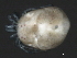  (Limnesia sp0952A - CNC-IMS090052.007)  @14 [ ] CreativeCommons - Attribution (2010) Unspecified Centre for Biodiversity Genomics