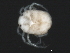 (Tiphys sp0953B - CNC-IMS090053.010)  @13 [ ] CreativeCommons - Attribution (2010) Unspecified Centre for Biodiversity Genomics