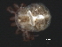  (Piona sp0953B - CNC-IMS090053.012)  @13 [ ] CreativeCommons - Attribution (2010) Unspecified Centre for Biodiversity Genomics