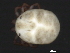 (Piona sp0953D - CNC-IMS090053.014)  @12 [ ] CreativeCommons - Attribution (2010) Unspecified Centre for Biodiversity Genomics