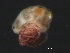  (Piona sp0953E - CNC-IMS090053.017)  @14 [ ] CreativeCommons - Attribution (2010) Unspecified Centre for Biodiversity Genomics