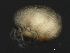  ( - CNC-IMS090053.021)  @11 [ ] CreativeCommons - Attribution (2010) Unspecified Centre for Biodiversity Genomics