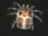  (Piona sp0954A - CNC-IMS090054.006)  @11 [ ] CreativeCommons - Attribution (2010) Unspecified Centre for Biodiversity Genomics