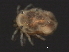  (Piona sp0954B - CNC-IMS090054.007)  @12 [ ] CreativeCommons - Attribution (2010) Unspecified Centre for Biodiversity Genomics
