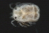  (Piona sp0954C - CNC-IMS090054.012)  @14 [ ] CreativeCommons - Attribution (2010) Unspecified Centre for Biodiversity Genomics