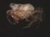  (Tiphys sp0955A - CNC-IMS090055.012)  @11 [ ] CreativeCommons - Attribution (2010) Unspecified Centre for Biodiversity Genomics