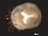  (Tiphys sp0955B - CNC-IMS090055.014)  @11 [ ] CreativeCommons - Attribution (2010) Unspecified Centre for Biodiversity Genomics