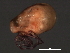  (Piona sp0955A - CNC-IMS090055.015)  @14 [ ] CreativeCommons - Attribution (2010) Unspecified Centre for Biodiversity Genomics
