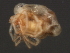  (Piona sp0955B - CNC-IMS090055.016)  @14 [ ] CreativeCommons - Attribution (2010) Unspecified Centre for Biodiversity Genomics