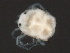  (Piona sp0955D - CNC-IMS090055.022)  @14 [ ] CreativeCommons - Attribution (2010) Unspecified Centre for Biodiversity Genomics