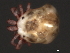  (Piona sp0956A - CNC-IMS090056.013)  @13 [ ] CreativeCommons - Attribution (2010) Unspecified Centre for Biodiversity Genomics