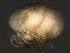  ( - CNC-IMS090056.018)  @12 [ ] CreativeCommons - Attribution (2010) Unspecified Centre for Biodiversity Genomics
